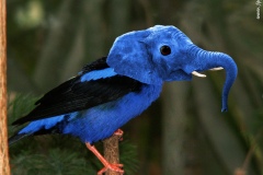 Blue elebird