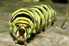 Bullterpillar