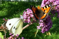 Butterfludgies