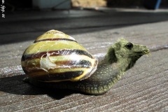 Camsnail