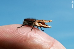 Crocobeetle