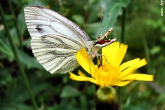 Crocofly