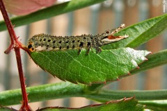 Crocopillar