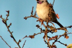 English bullbird