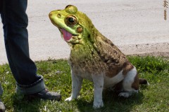 English-bullfrog