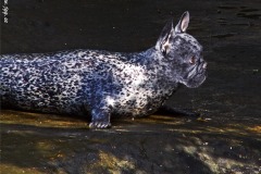 French bullseal