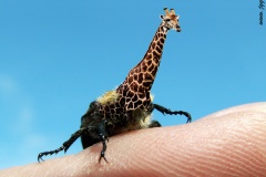 Giraffebeetle