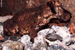 Great dane toad