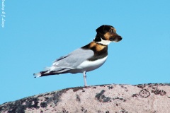 Gulldog