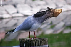 Horsegull