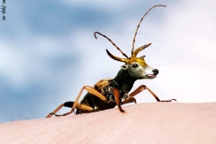 Longhorn bullbeetle