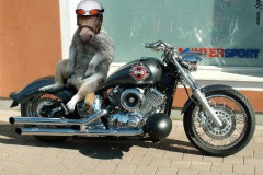 Meerhorse biker