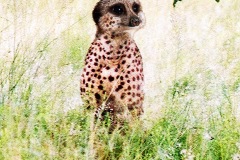 Meerpard