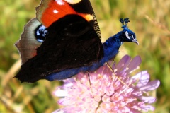 Peacock butterfly