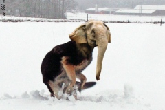 Playing Elliphant