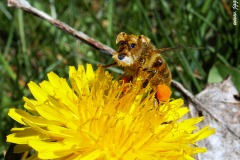 Schnauzerbee