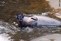 Staffordshire bullseal