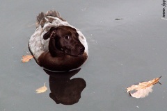 Staffordshire pitduck